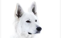 White dog wallpaper 1920x1200 jpg
