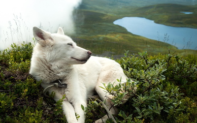 White dog sleeping on th edge of a hill wallpaper