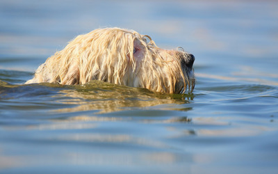 White dog swimming wallpaper