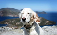 White dog with closed eyes wallpaper 1920x1200 jpg
