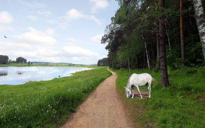 White horse by the forest wallpaper