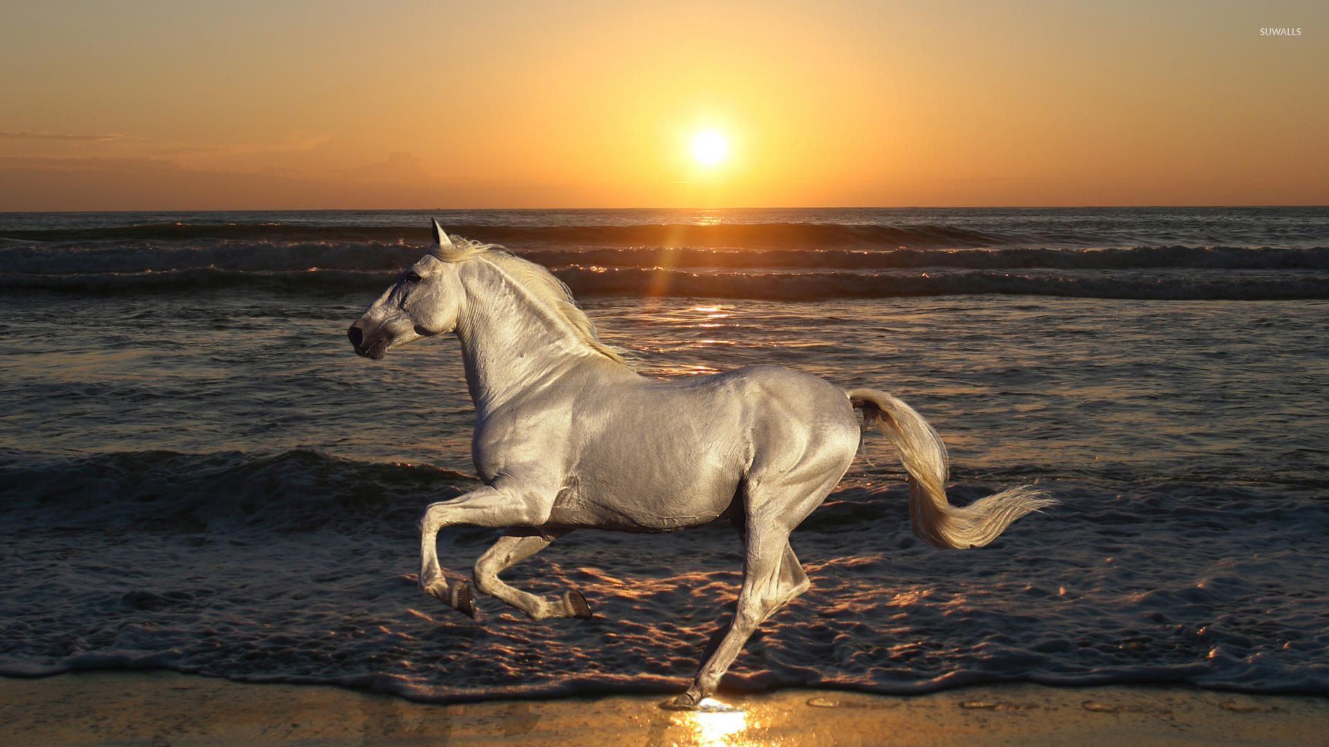 white horse running on the beach wallpaper