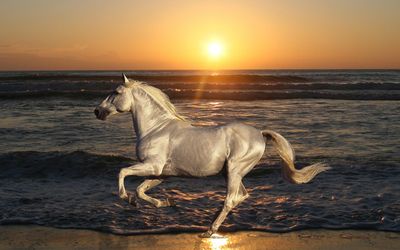 White horse running on the beach wallpaper
