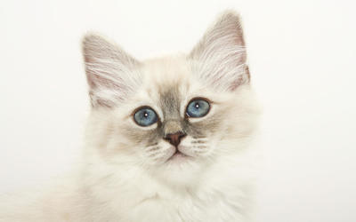 White Kitten wallpaper