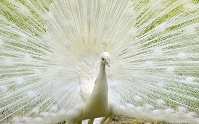 White peacock Wallpaper