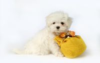 White puppy with a bag wallpaper 1920x1200 jpg
