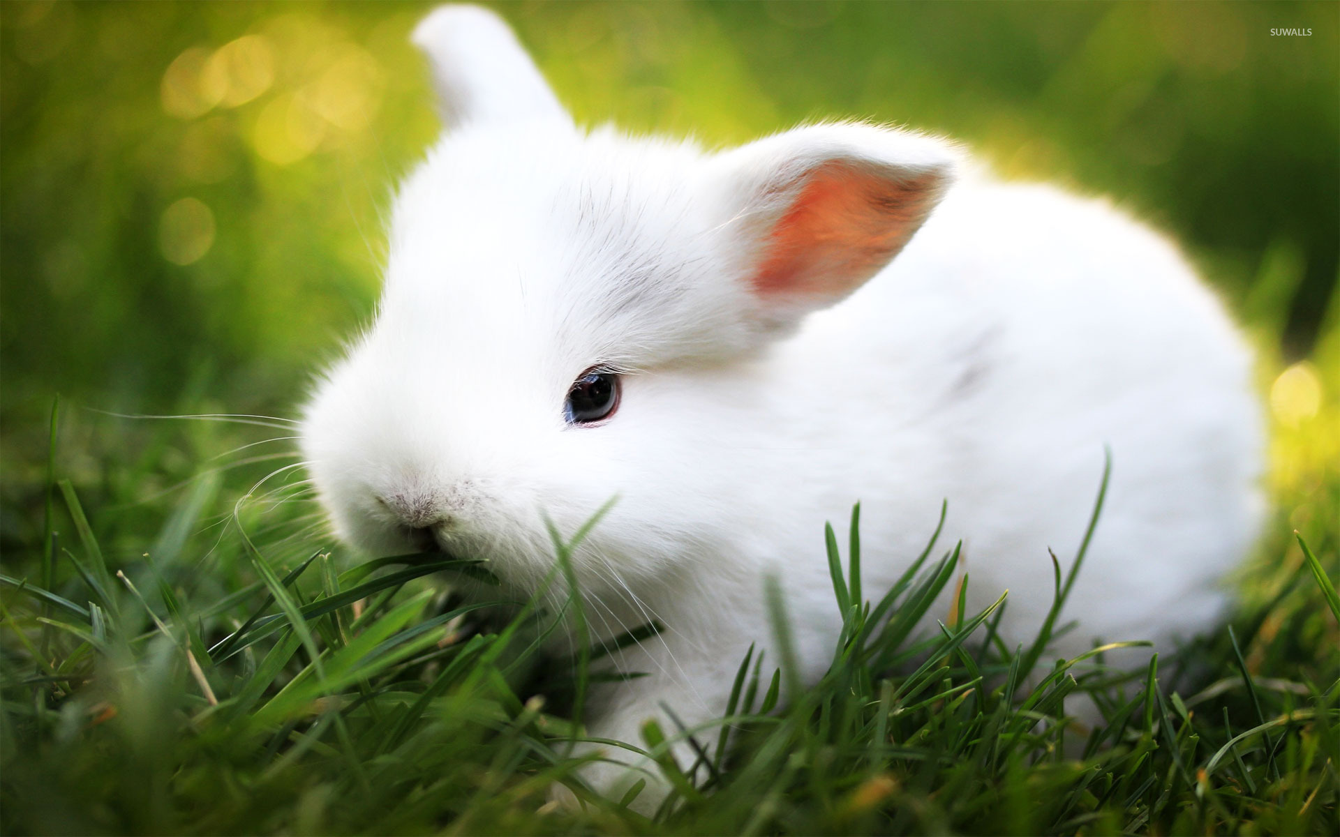 Rabbit Wallpaper Images | Free Photos, PNG Stickers, Wallpapers &  Backgrounds - rawpixel