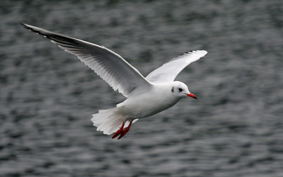 White Seagull Flying wallpaper