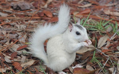 White squirrel wallpaper