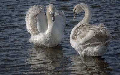 White swans on the lake wallpaper