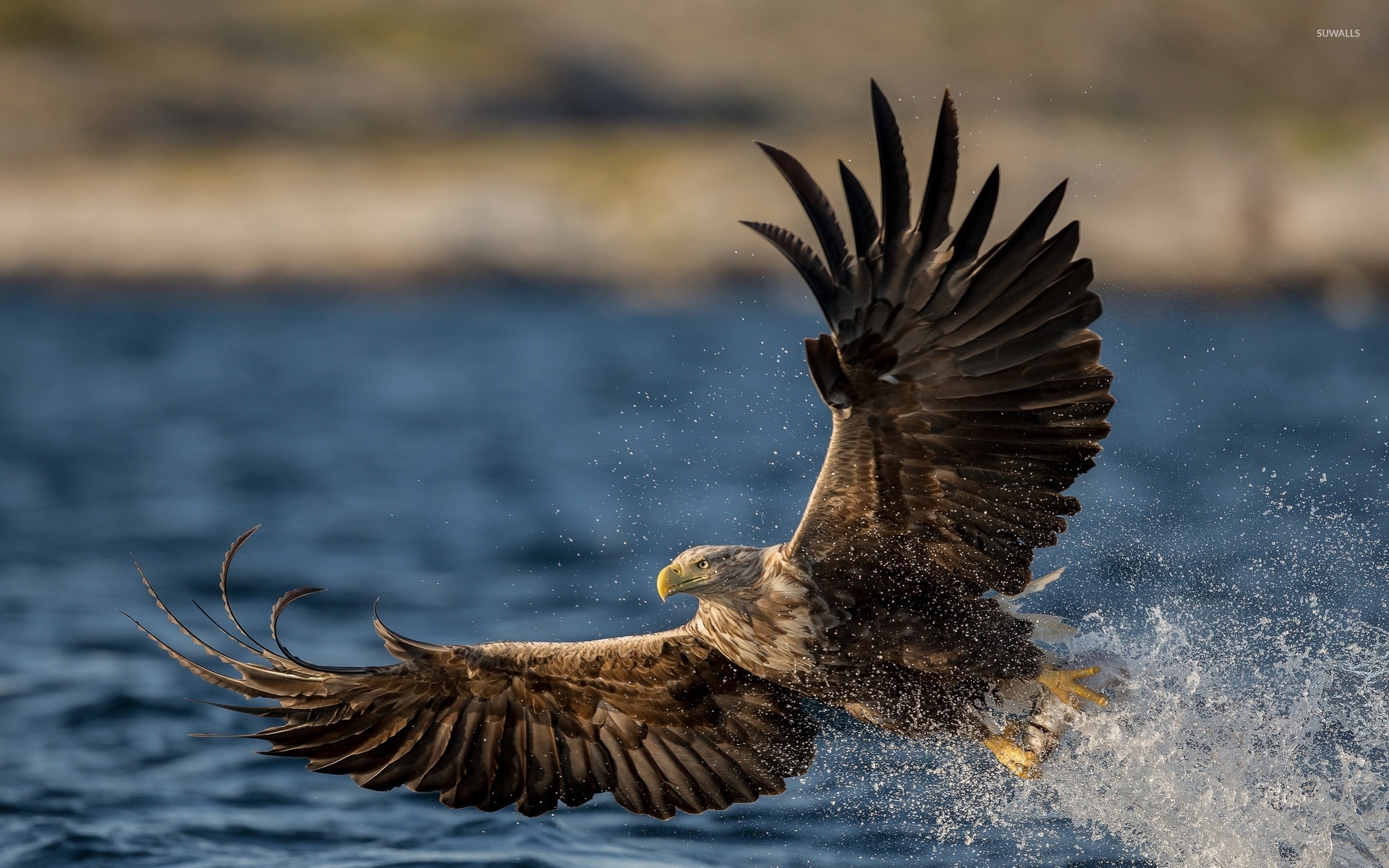 White-tailed eagle with a fish in its claws wallpaper - Animal ...