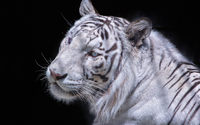 White tiger close-up wallpaper 1920x1200 jpg