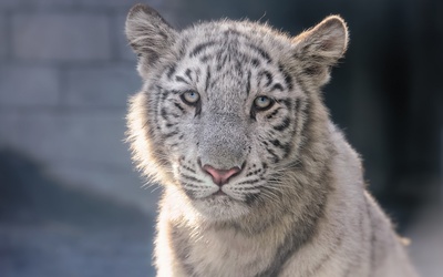 White tiger cub wallpaper