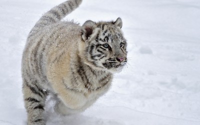 White tiger cub  in the snow wallpaper