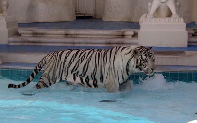 White Tiger in a pool wallpaper
