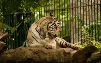 White tiger licking its paw wallpaper 1920x1200 jpg