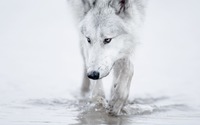 White wolf [2] wallpaper 1920x1080 jpg
