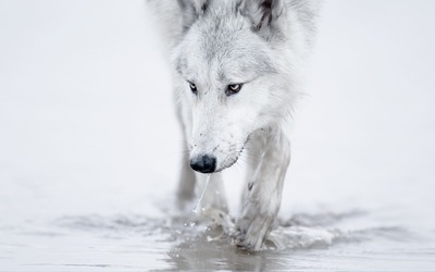 White wolf [2] wallpaper