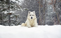 White wolf [3] wallpaper 2560x1600 jpg