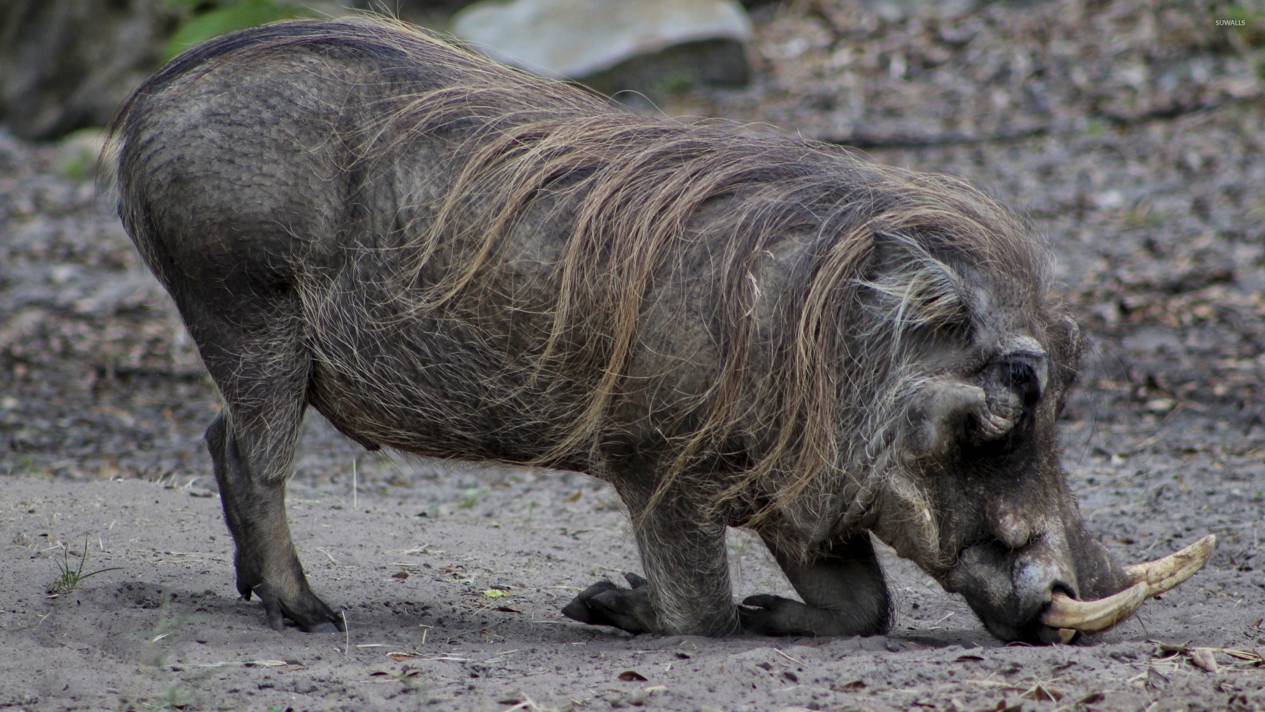 Wild boar wallpaper - Animal wallpapers - 43371