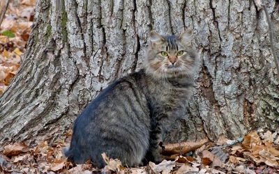 Wildcat standing on autumn leaves wallpaper