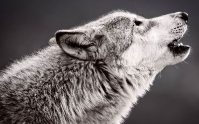 Wolf howling Wallpaper