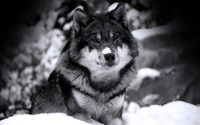 Wolf in Winter wallpaper 1920x1200 jpg