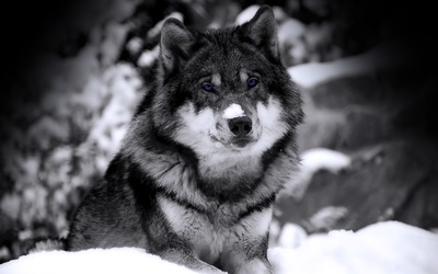 Wolf in Winter wallpaper