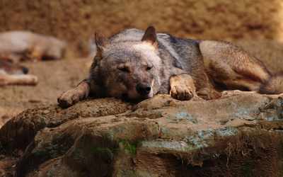 Wolf resting wallpaper