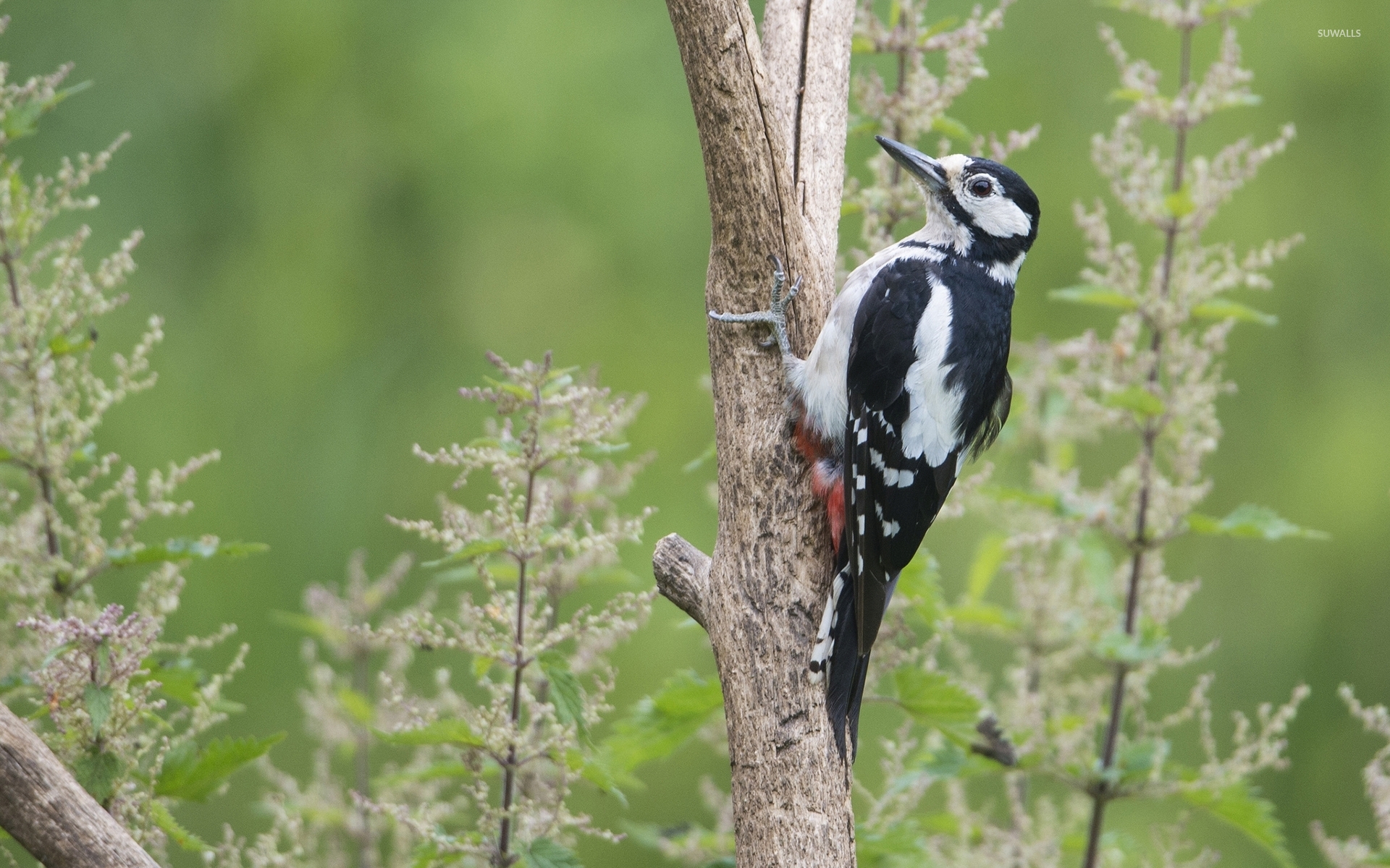 природа животные птицы дятел деревья nature animals birds woodpecker trees без смс