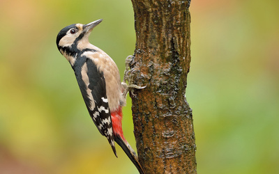 Woodpecker wallpaper