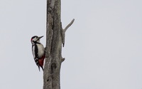 Woodpecker [3] wallpaper 1920x1200 jpg
