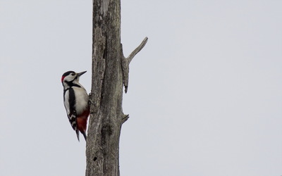 Woodpecker [3] wallpaper