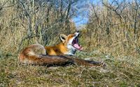 Yawnig fox wallpaper 1920x1200 jpg