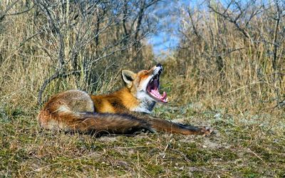 Yawnig fox wallpaper