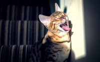 Yawning cat wallpaper 1920x1200 jpg