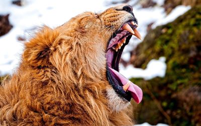 Yawning lion wallpaper