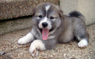 Yawning puppy wallpaper