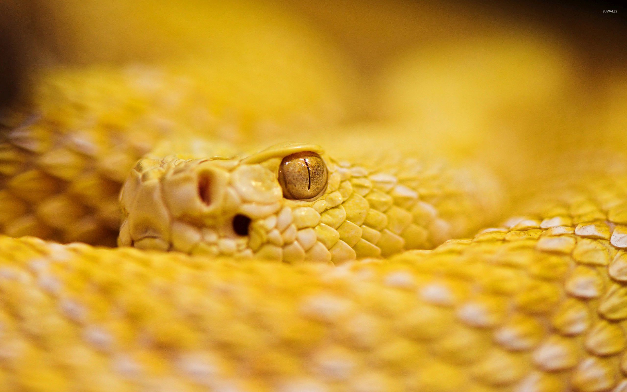 Wallpaper snake rattlesnake ratchet images for desktop section животные   download