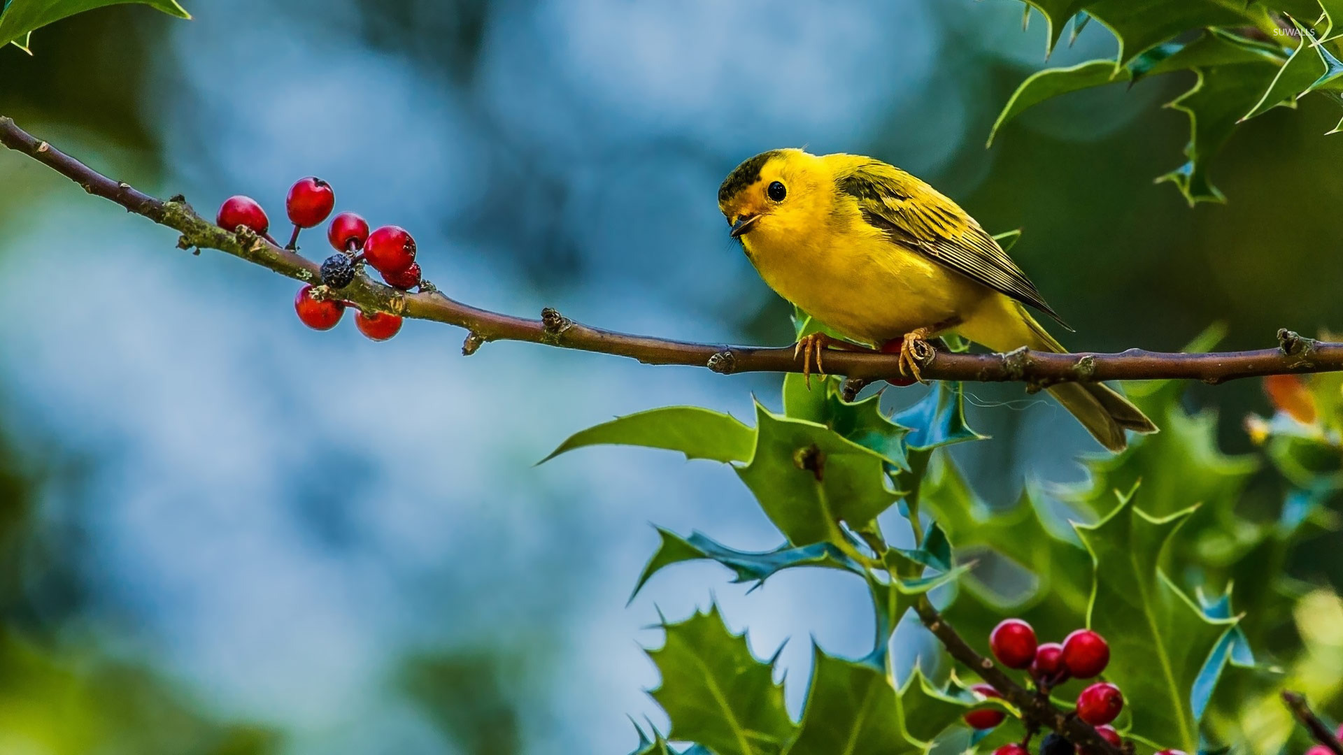 Sparrow in Town 4K Wallpaper  HD Wallpapers