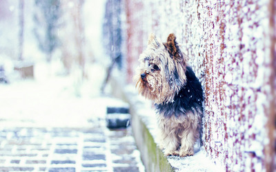 Yorkshire Terrier on the snowy street wallpaper