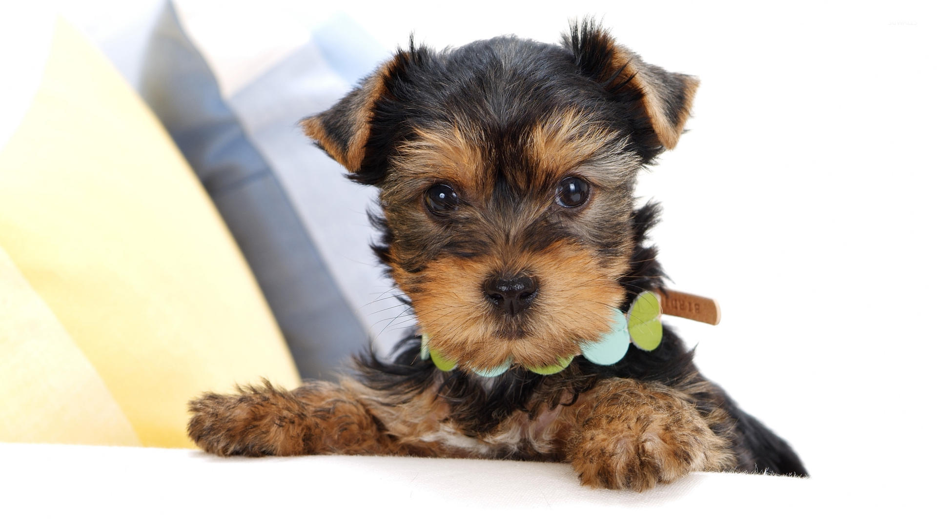 Cute Puppy Yorkshire Terrier On A Black Background Wallpaper Backgrounds |  JPG Free Download - Pikbest