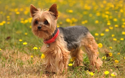 Yorkshire Terrier with a bell on its red collar wallpaper