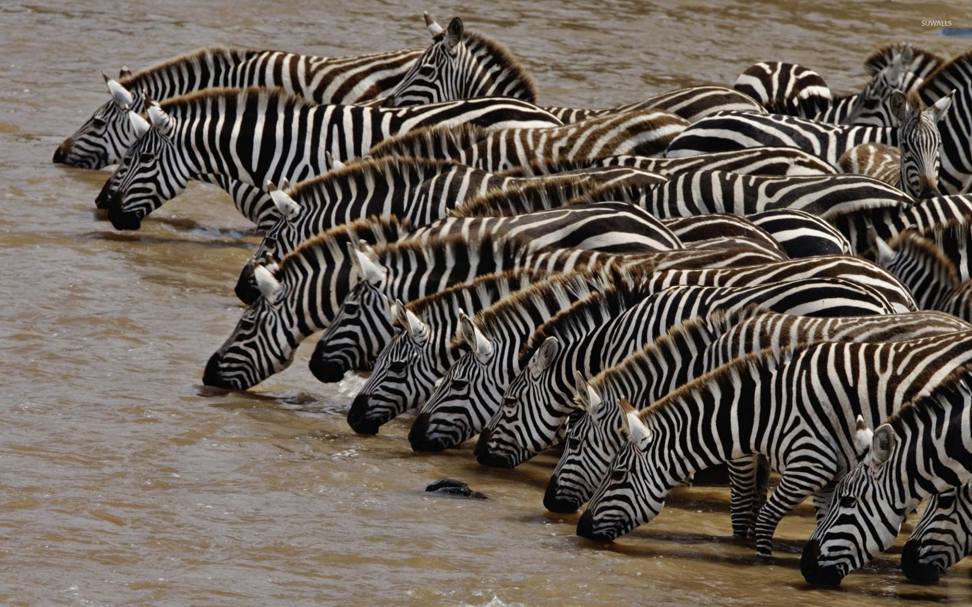 Zebras drinking water from the river wallpaper - Animal wallpapers - #50456