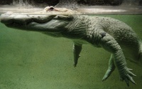Alligator [4] wallpaper 1920x1080 jpg