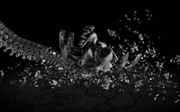 Broken glass skull wallpaper 2560x1600 jpg
