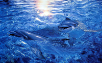 Dolphins [3] wallpaper 1920x1200 jpg