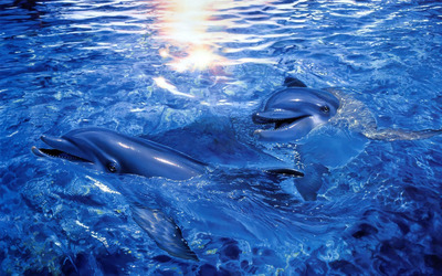 Dolphins [3] wallpaper