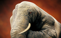 Elephant painted on hand wallpaper 2560x1600 jpg