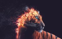 Flaming tiger wallpaper 2560x1440 jpg